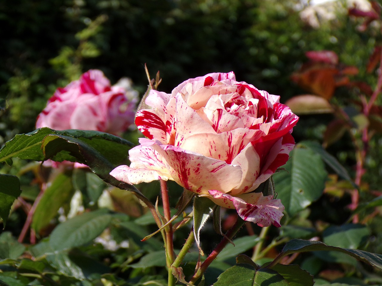 pink  flower  garden free photo