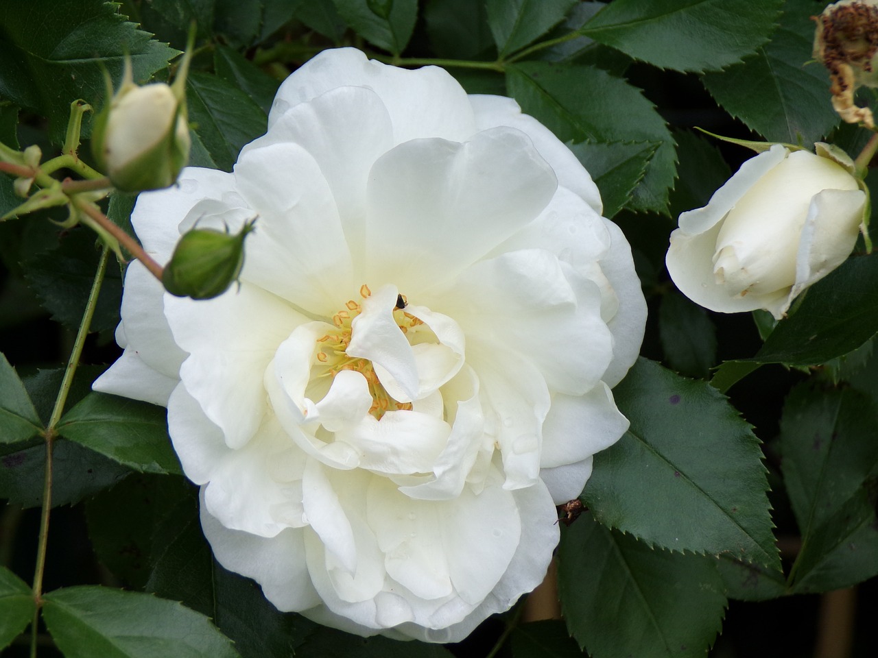 pink  white  flowers free photo