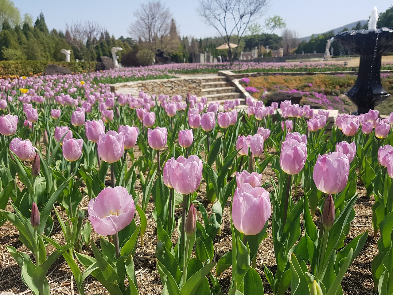 pink  spring  nature free photo