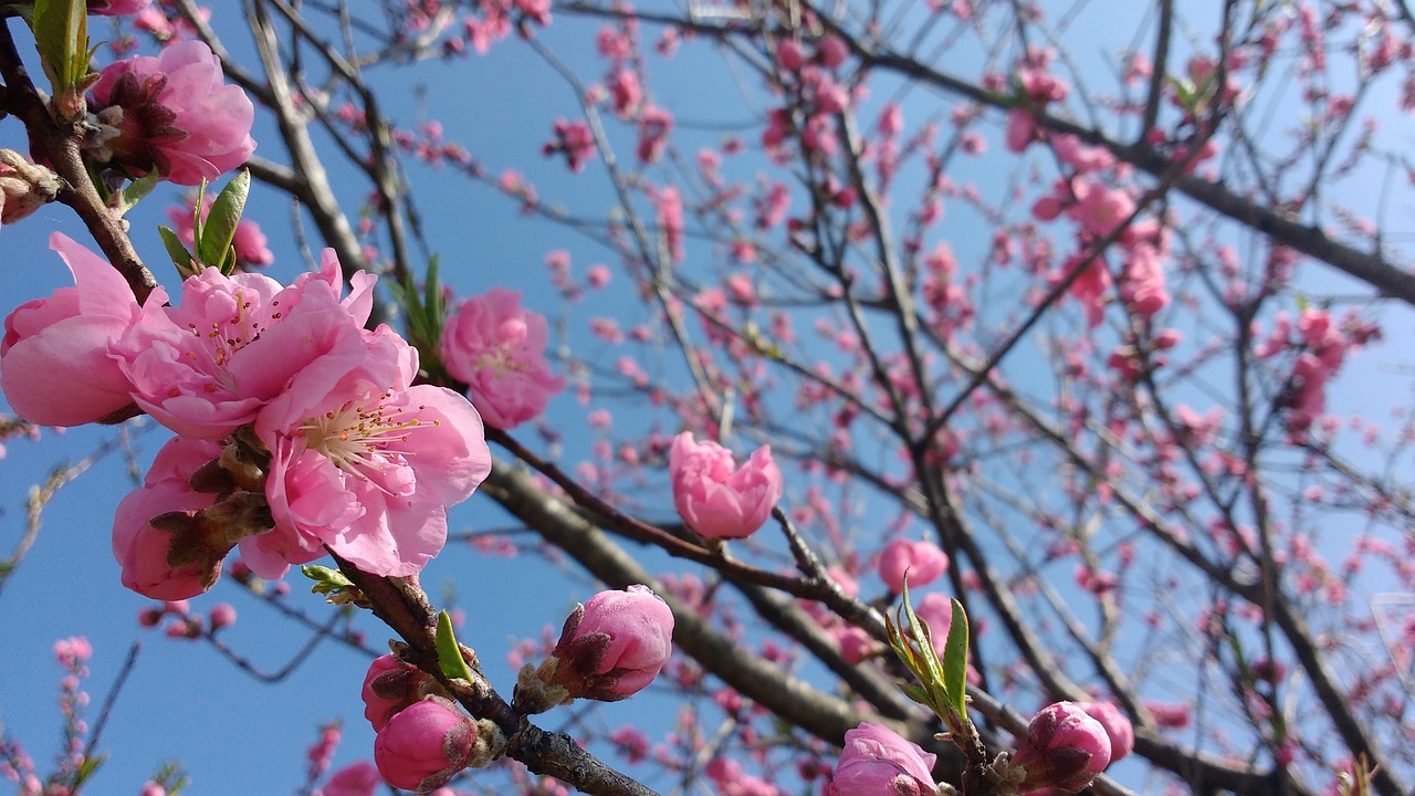 pink  cherry  blossoms free photo