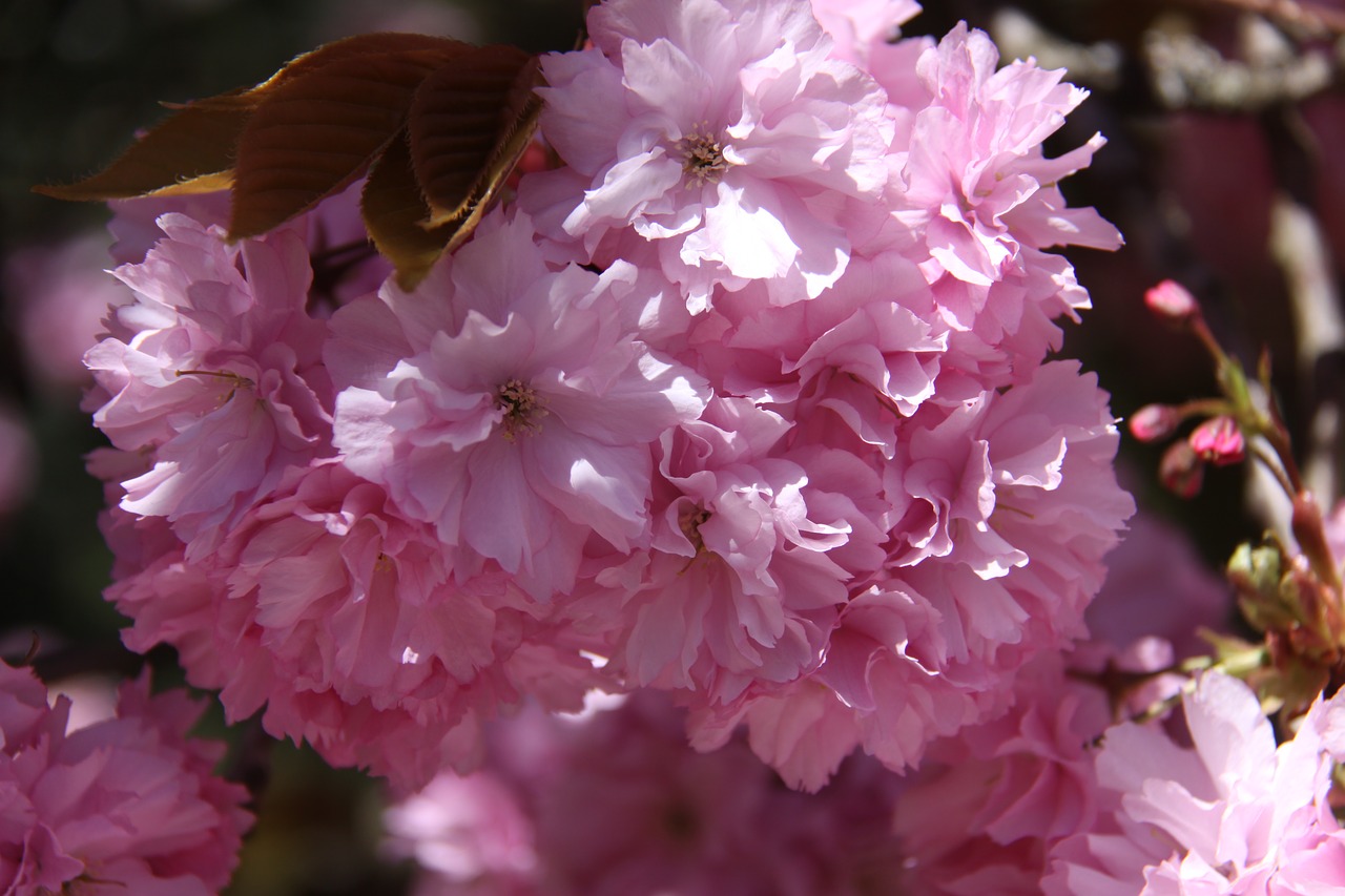 pink  flower  flowering free photo