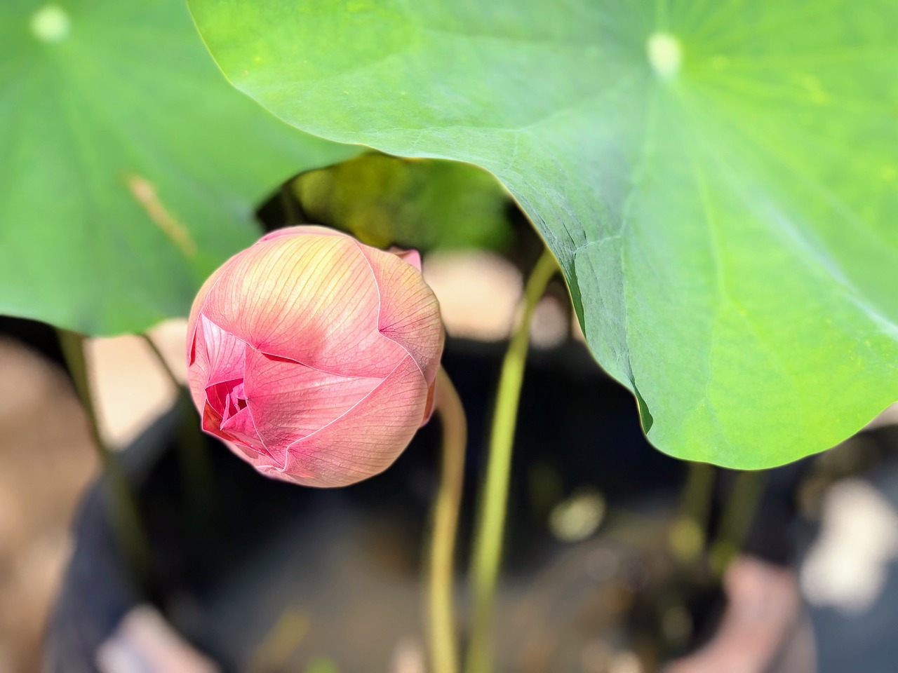 pink  lotus  pool free photo