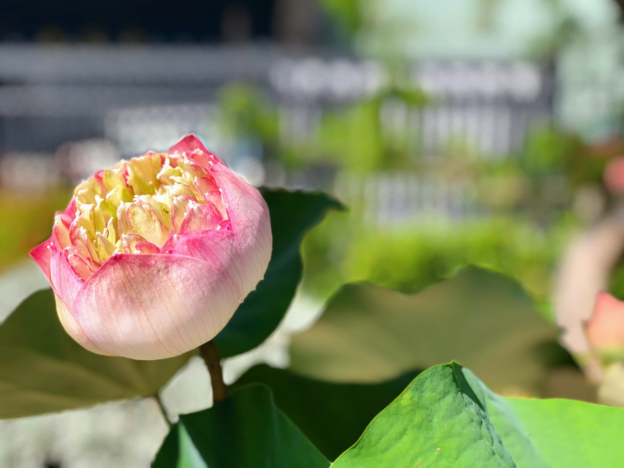 pink  lotus  pool free photo