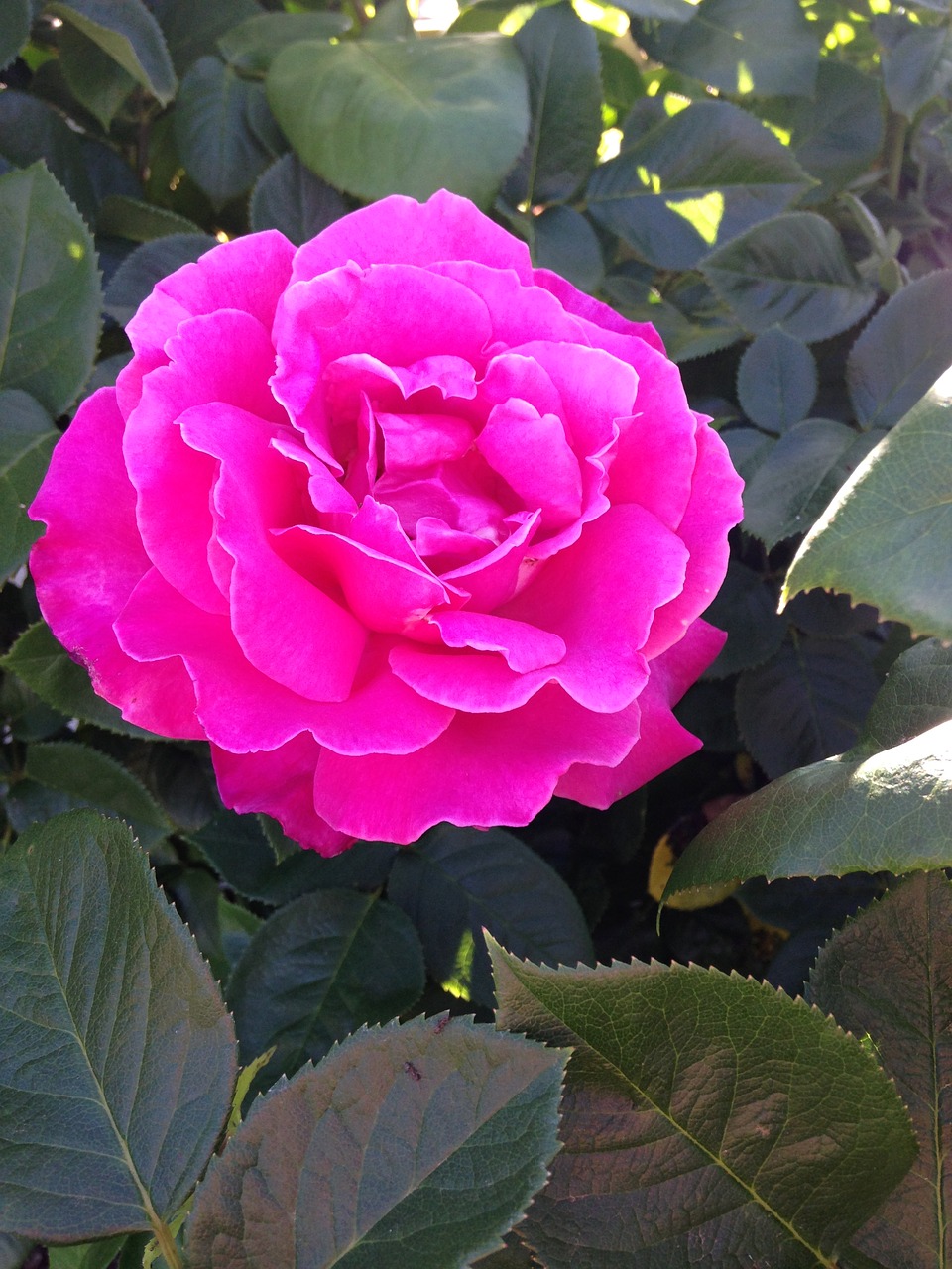 pink  rose  blossom free photo