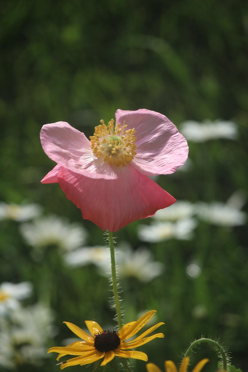 pink  poppy  flower free photo