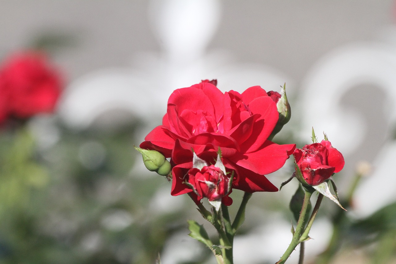 pink  red  flower free photo