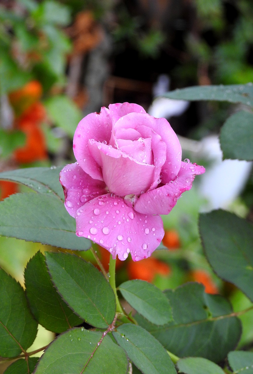 pink  water drops  violet colour free photo