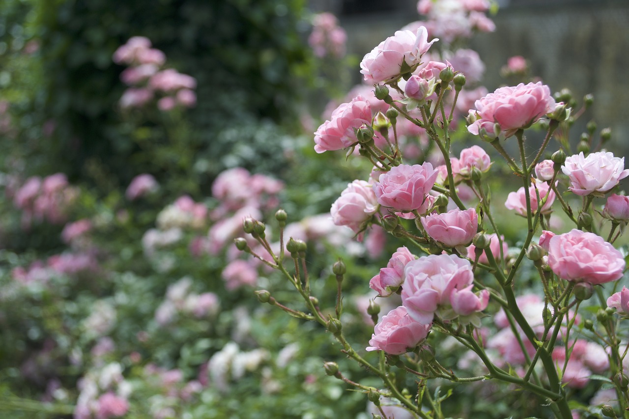 pink  rose  flowers free photo