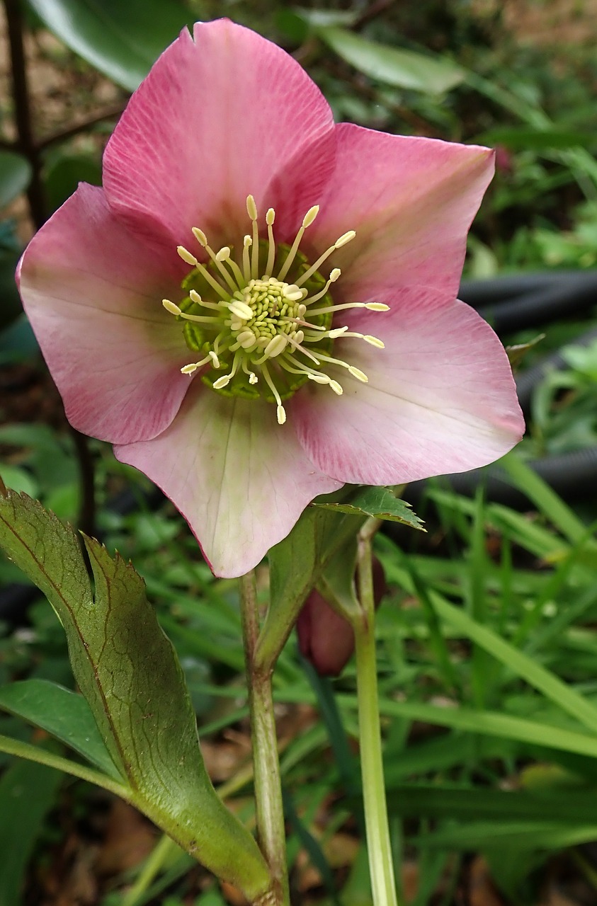 pink  flower  garden free photo