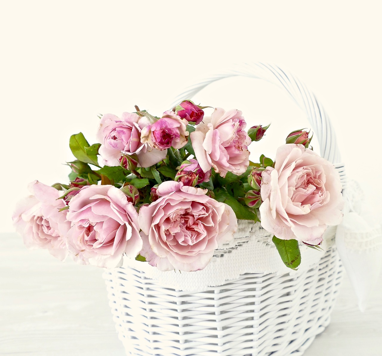 pink  roses  flowers free photo
