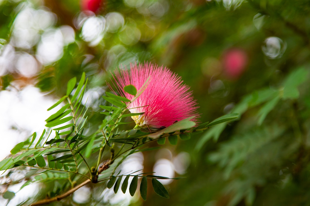 pink  green  flower free photo