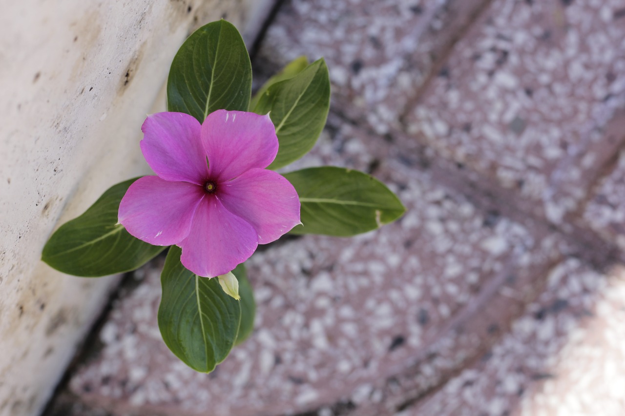 pink  magenta  purple free photo