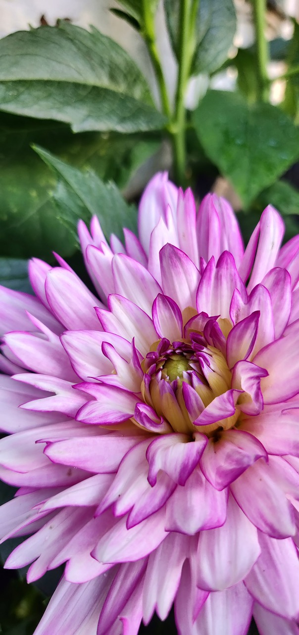 pink  flower  portrait free photo