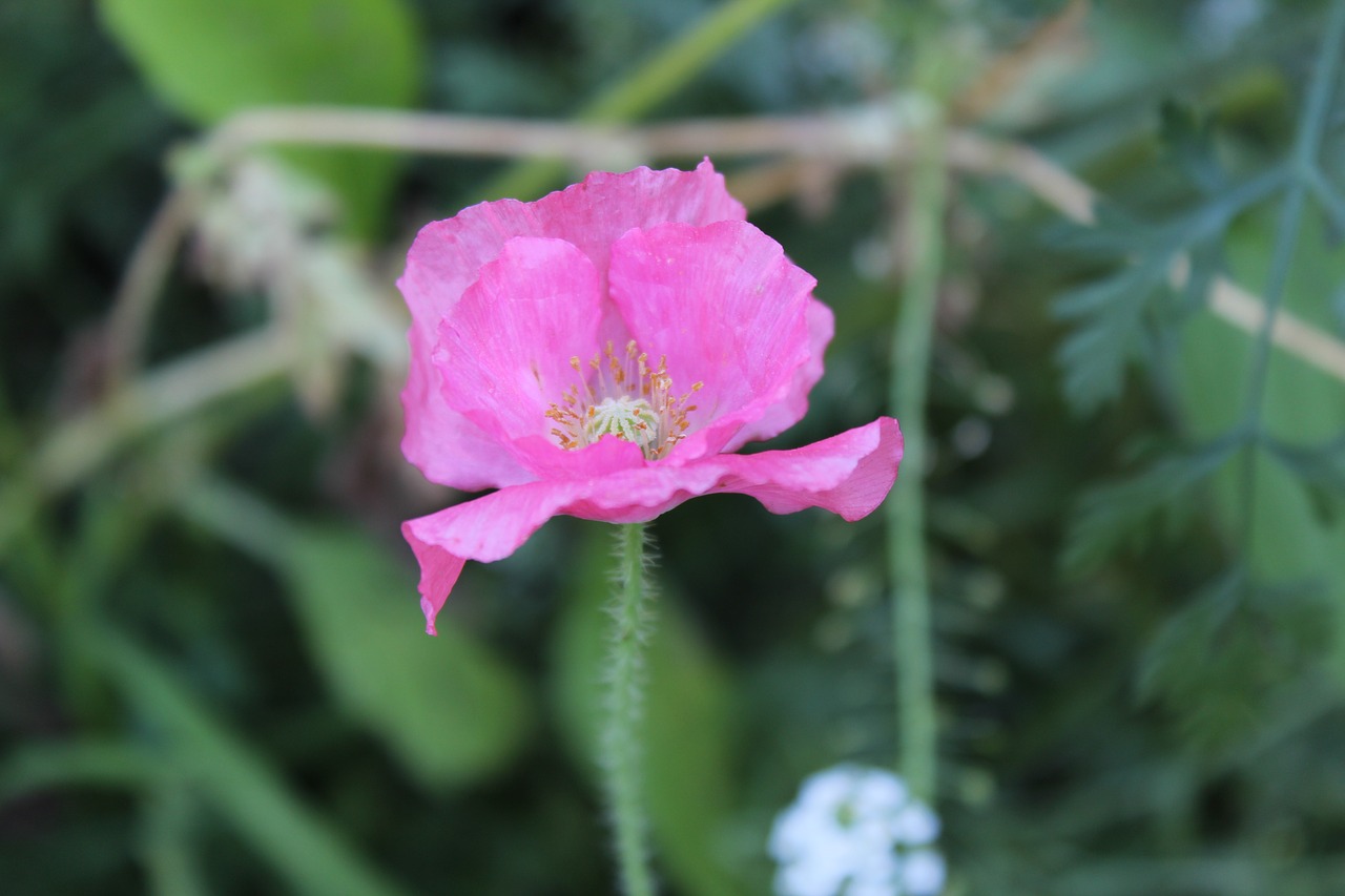 pink  poppy  flower free photo