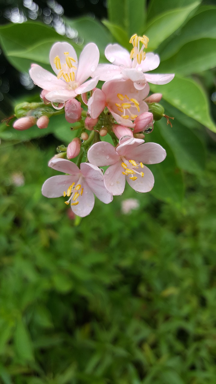 pink  nature  blossom free photo