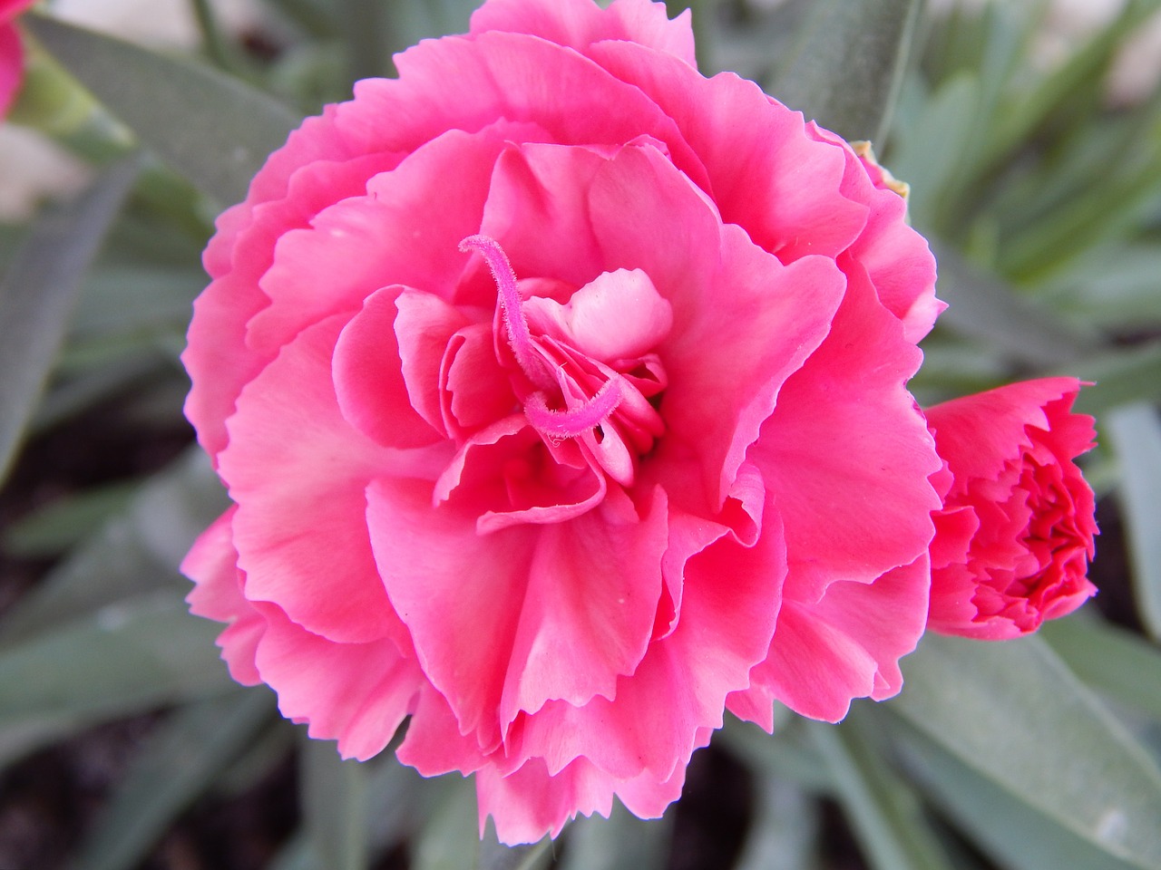 pink flower plant free photo