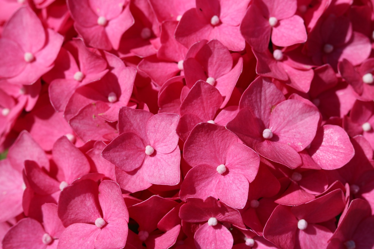 pink  flower  nature free photo