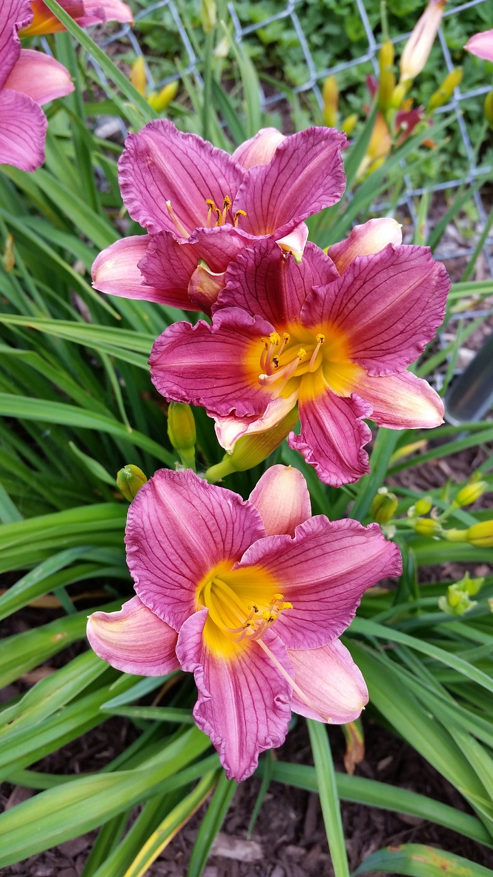 pink  day lilies  flowers free photo
