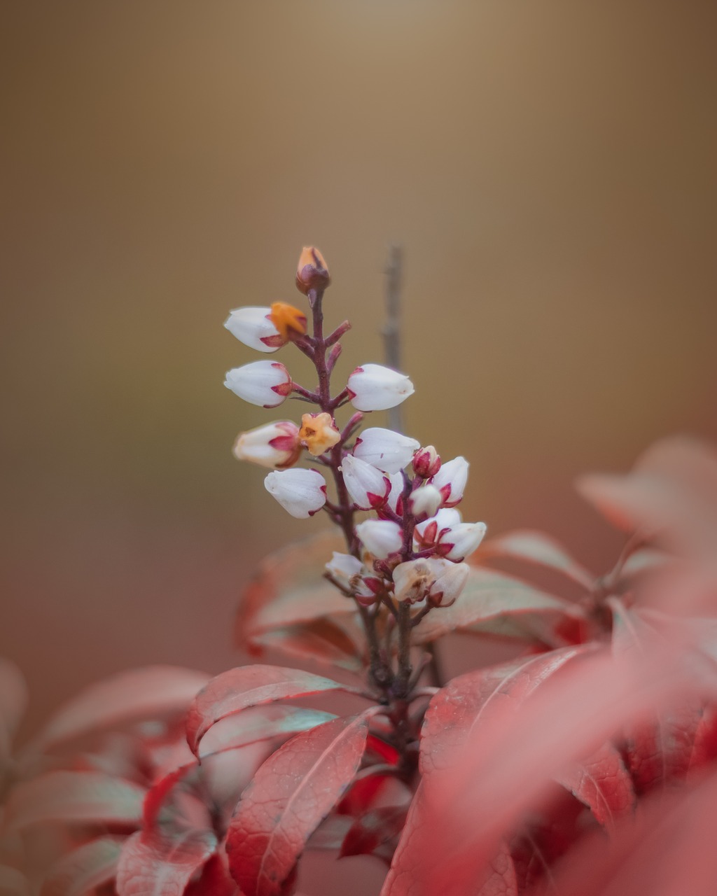 pink  bloom  summer free photo