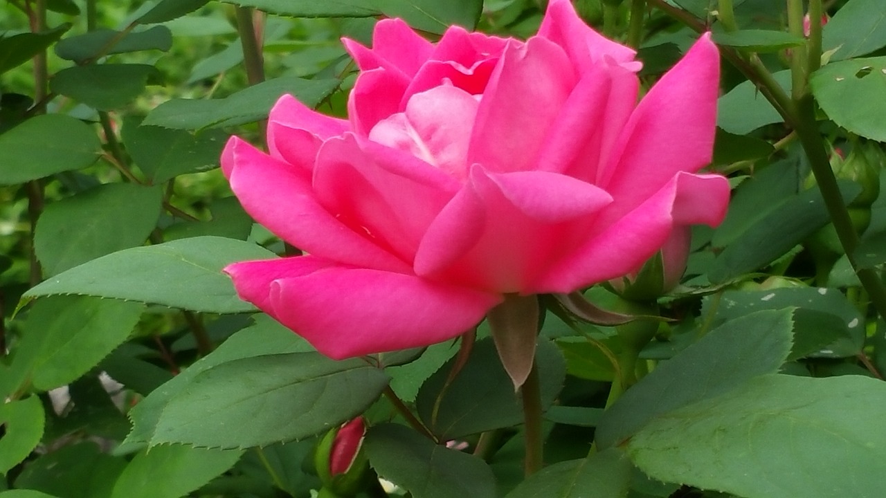 pink  rose  flower free photo