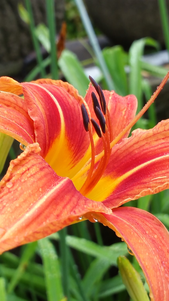 pink  lily  bloom free photo