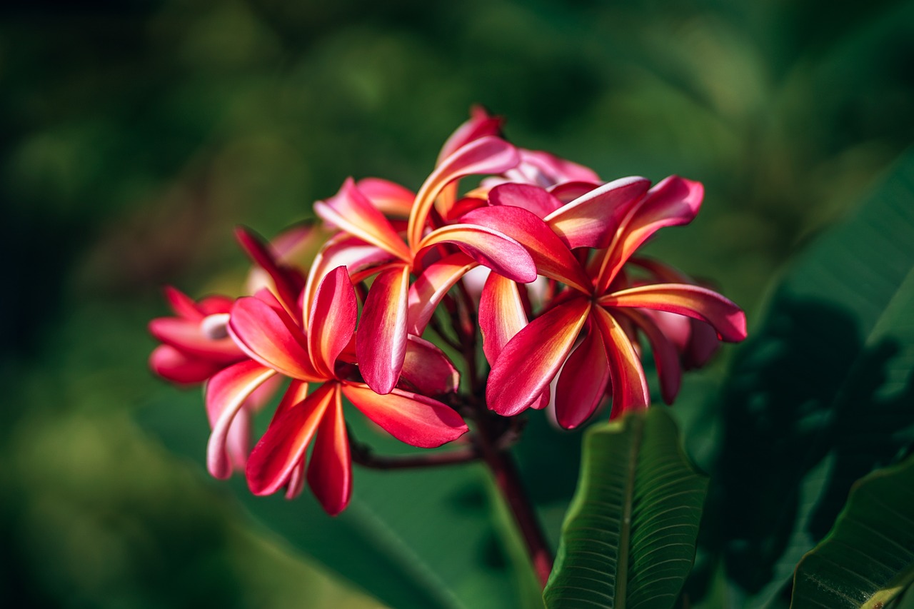 pink  plumeria  flowers free photo