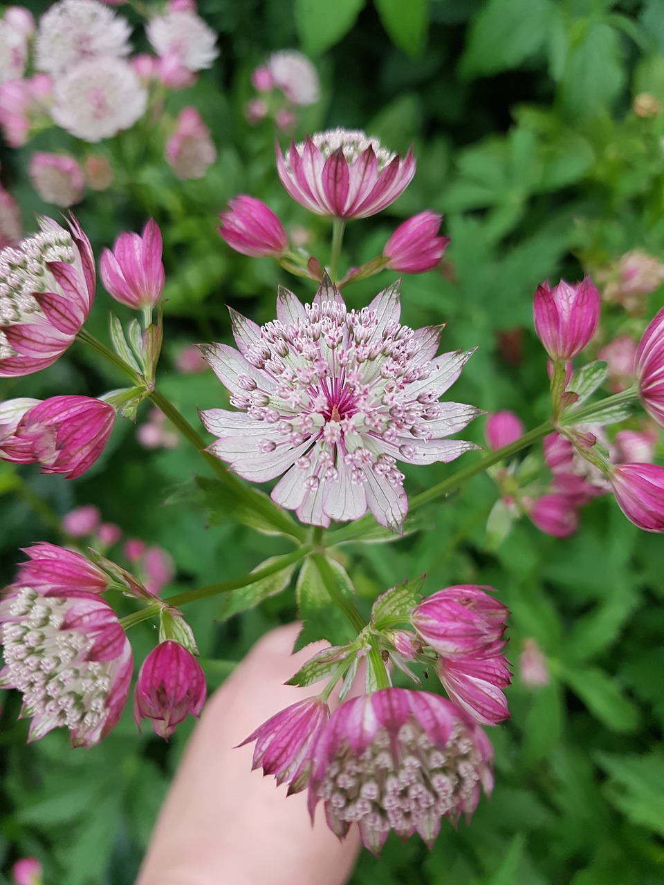 pink  flowers  summer free photo