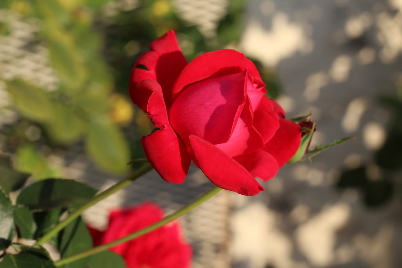 pink  nature  flower free photo