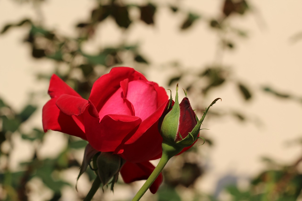 pink  nature  flower free photo