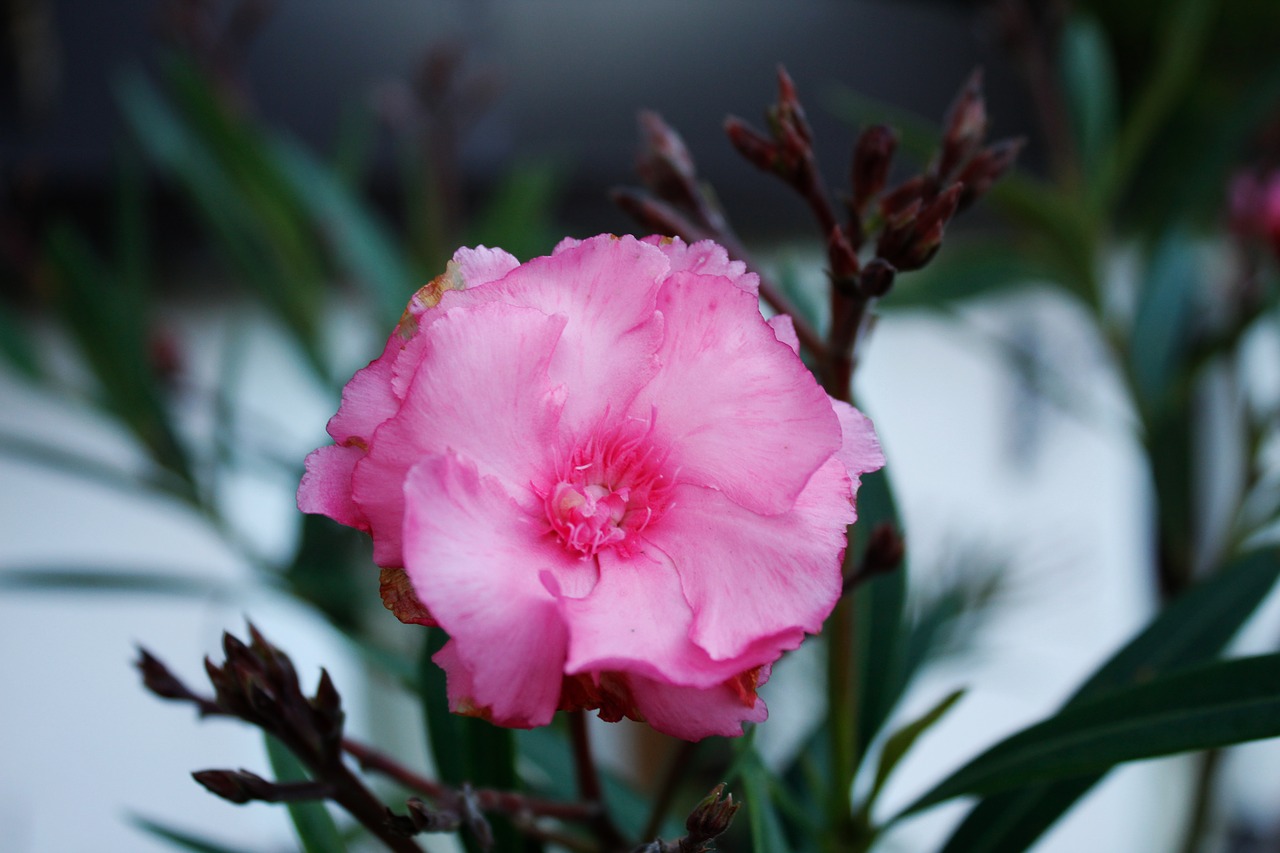 pink  macro  flower free photo