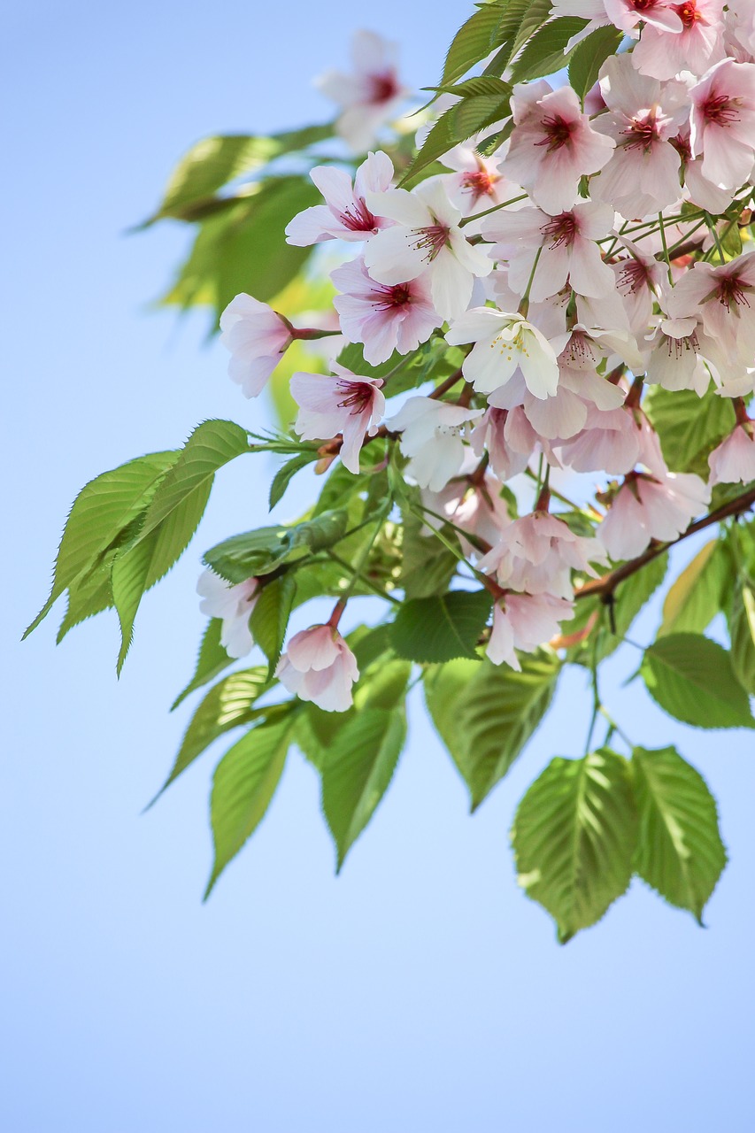 pink  cherry blossom  nature free photo