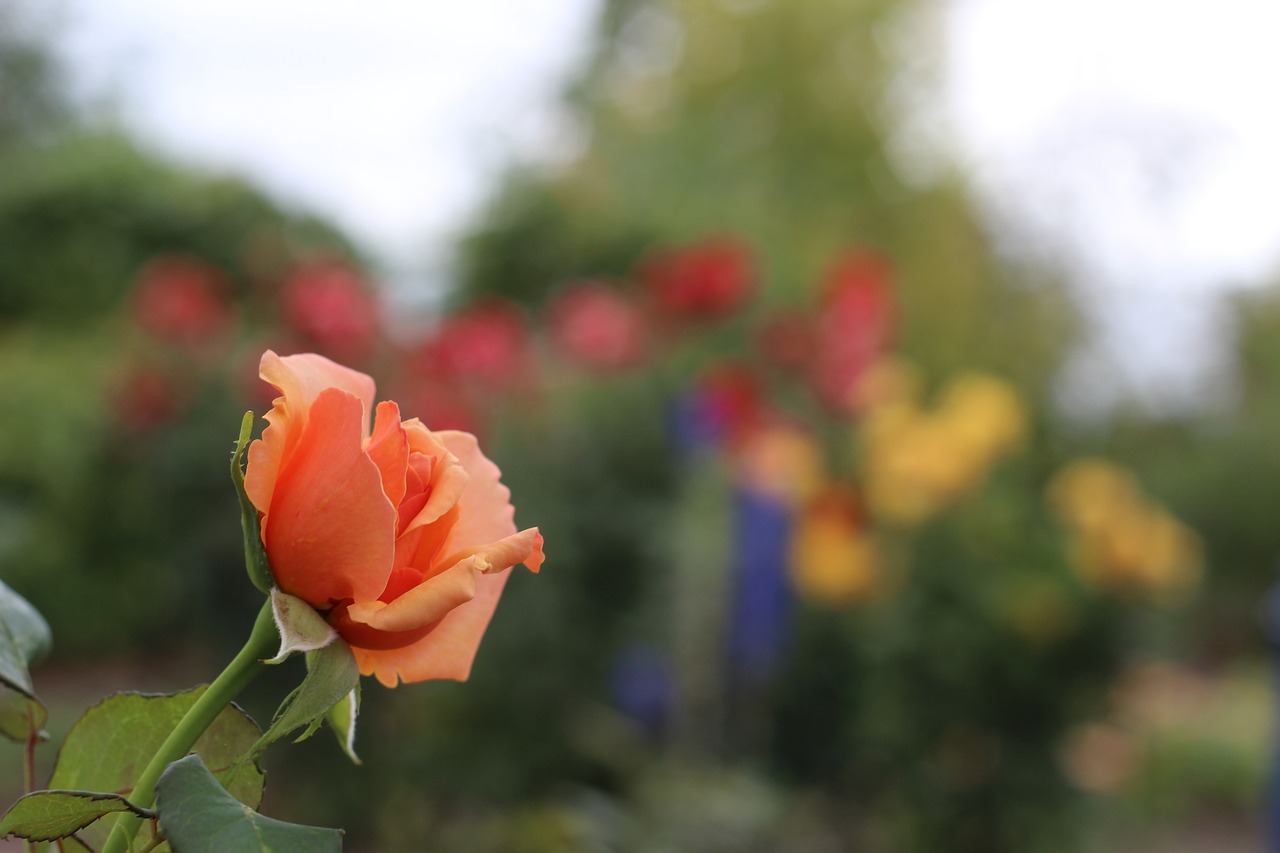 pink  orange  flower free photo