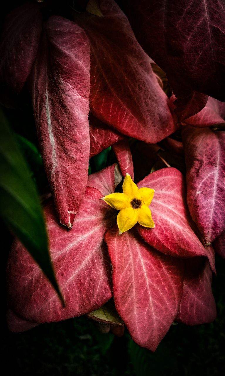 pink  yellow  flower free photo