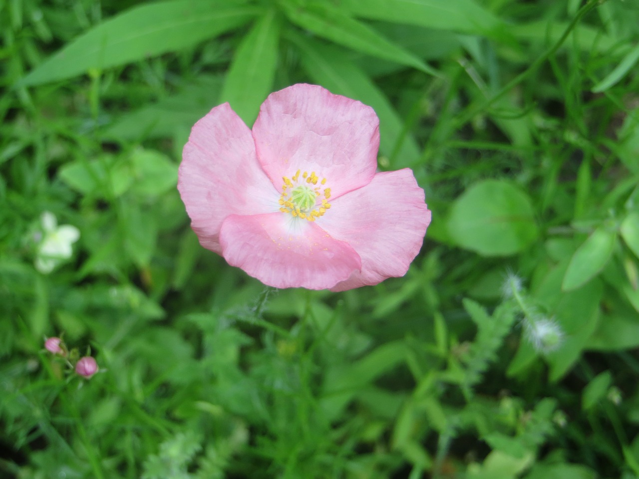 pink  poppy  bloom free photo