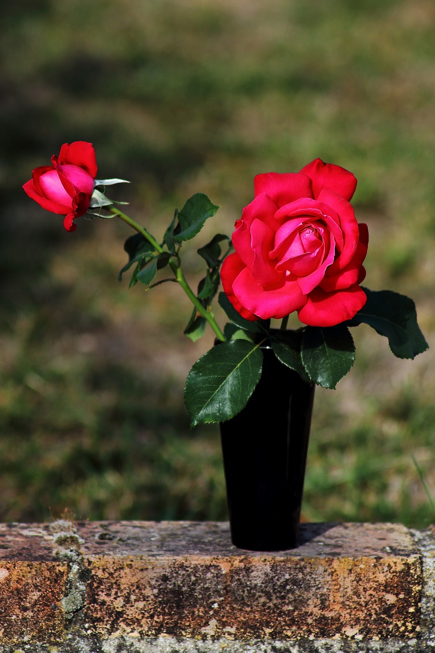 pink  flower  love free photo