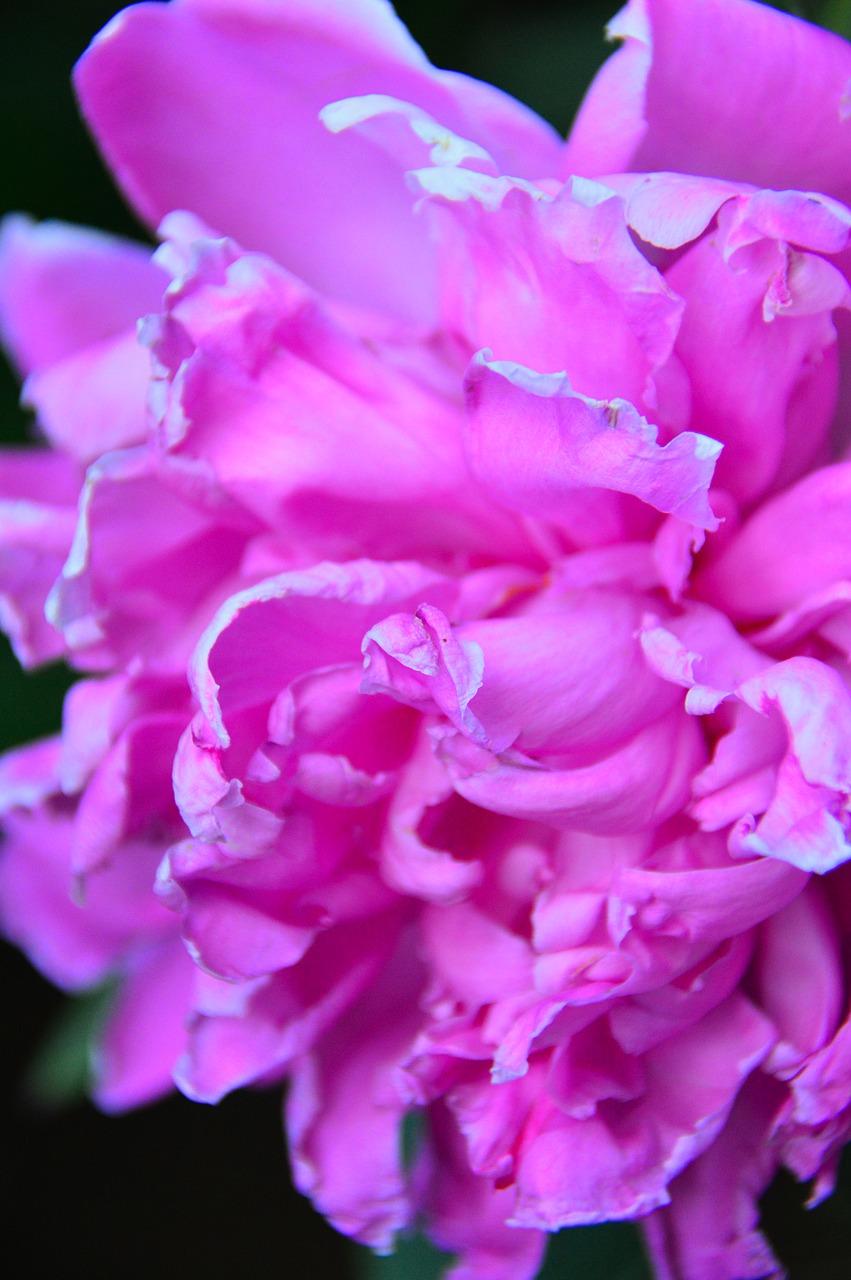 pink  rose  peony free photo