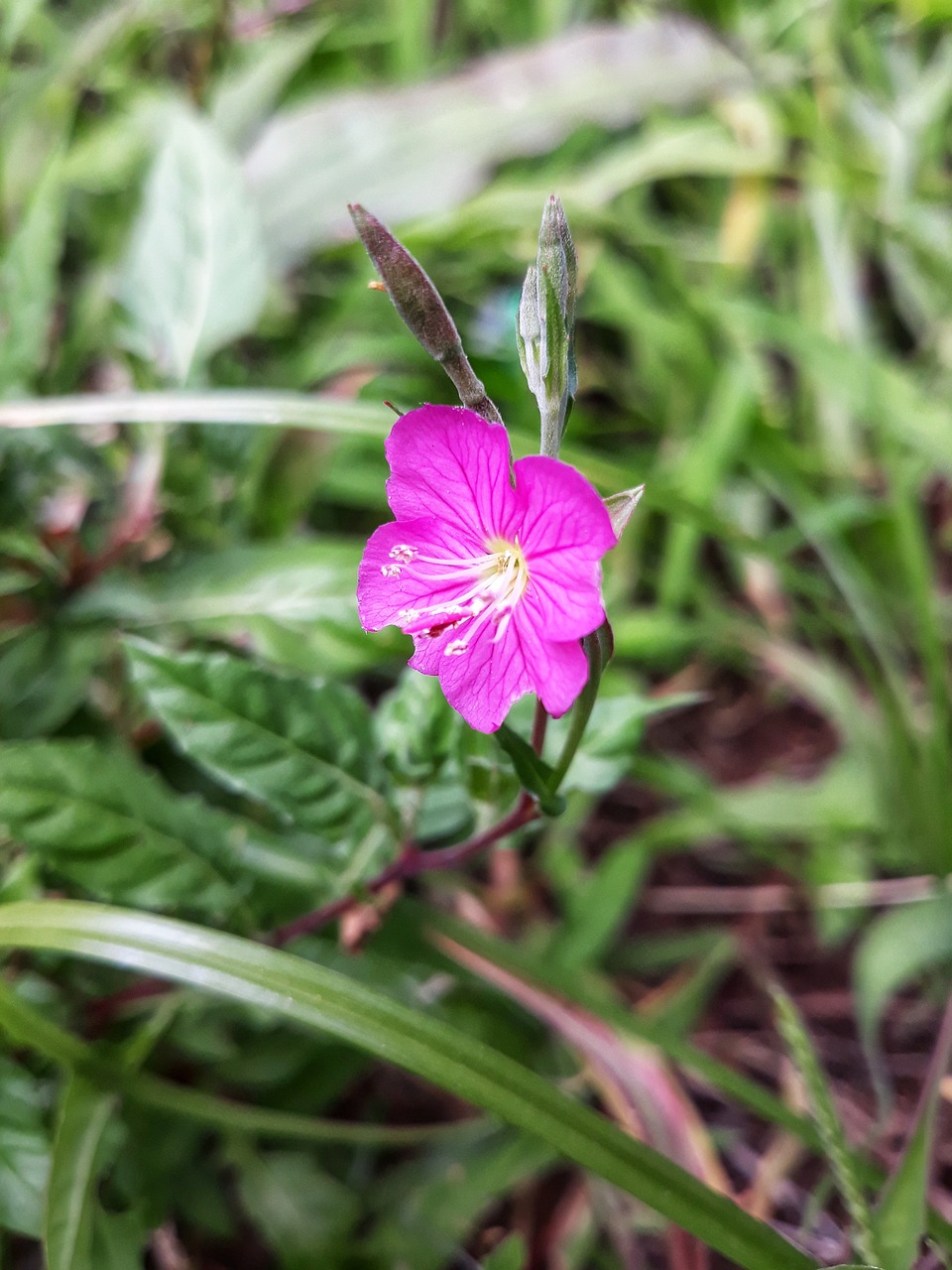 pink  wild  nature free photo