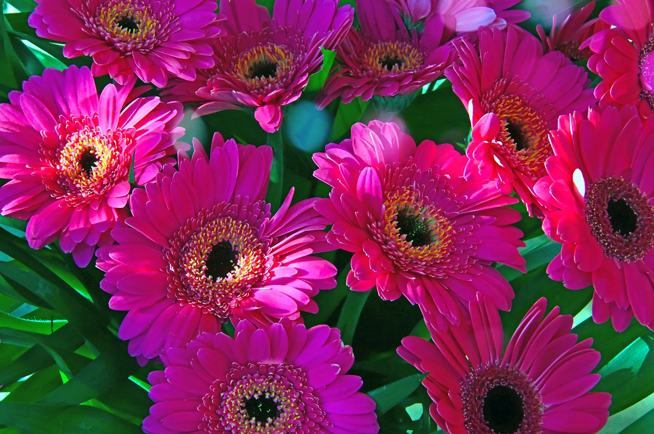 pink  gerbera  pink flowers free photo