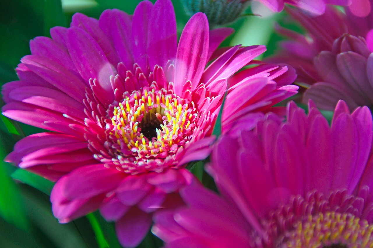 pink  gerbera  pink flowers free photo