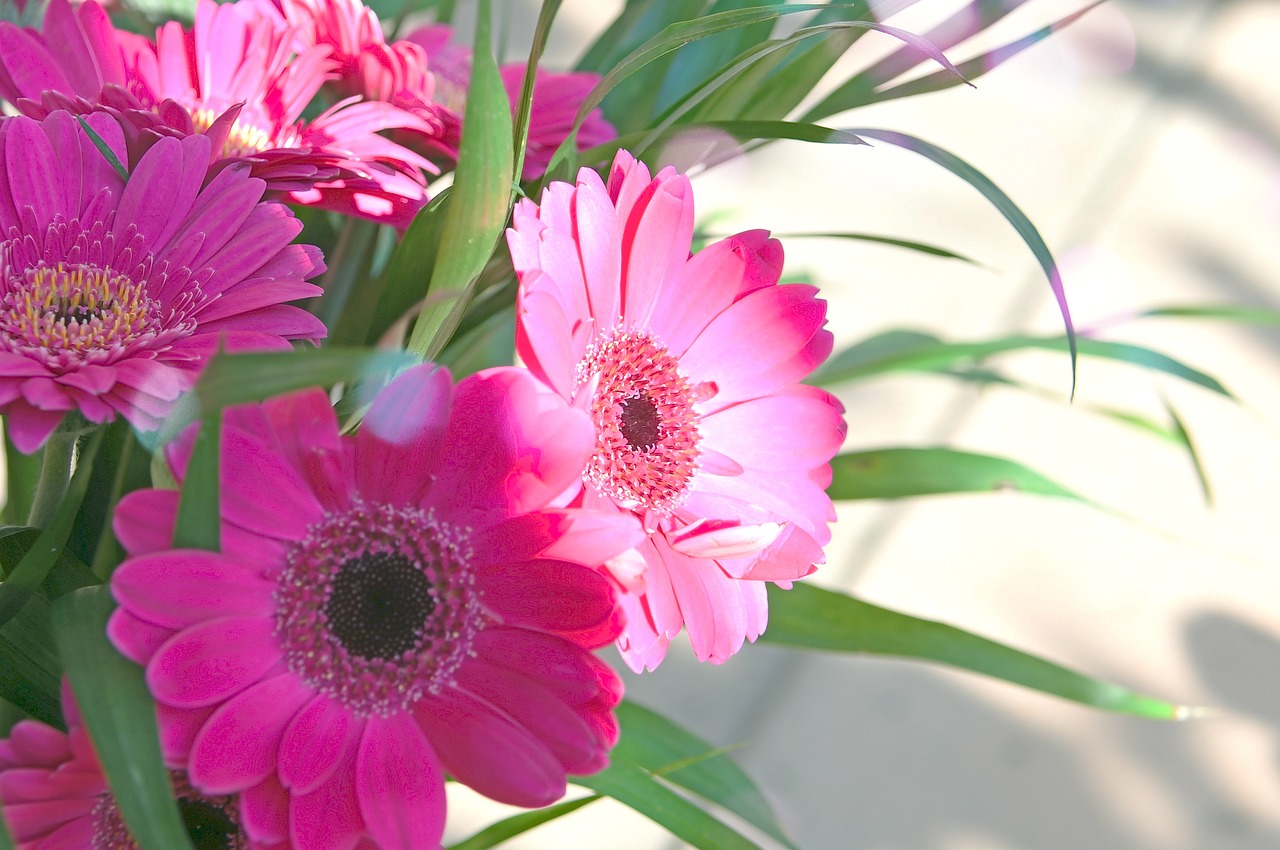 pink  gerbera  pink flowers free photo