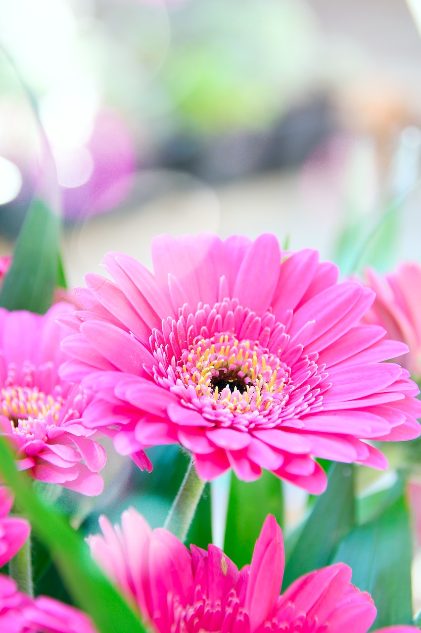 pink  gerbera  pink flowers free photo