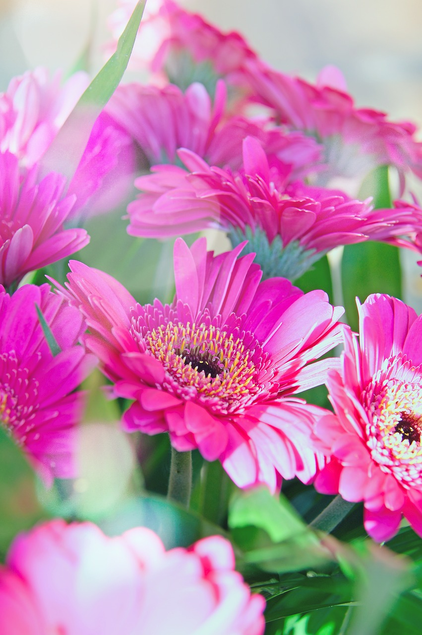 pink  gerbera  pink flowers free photo