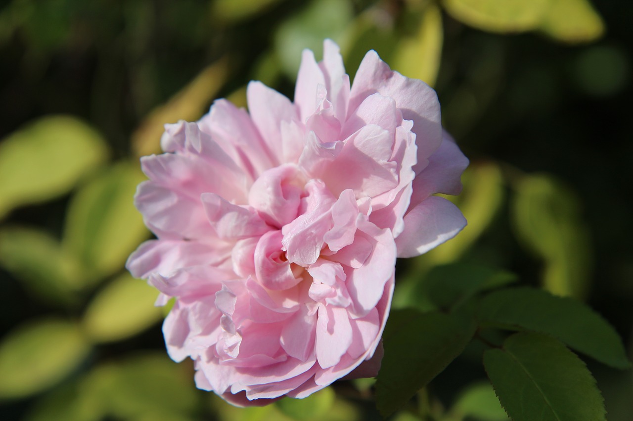 pink  pink rose  english rose free photo