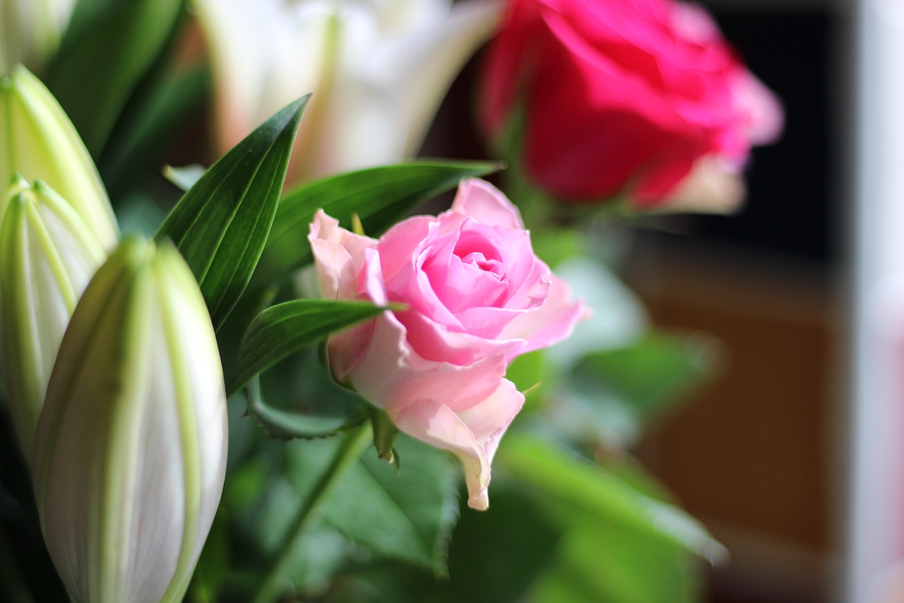 pink  flower  rose free photo