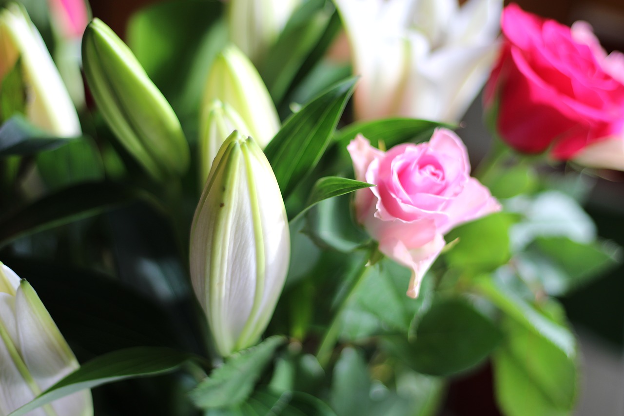 pink  rose  flowers free photo