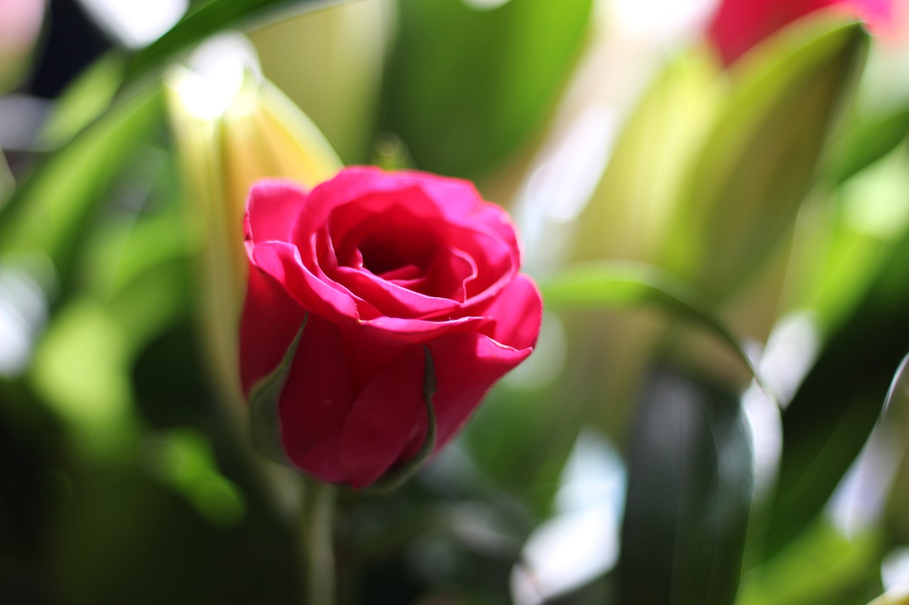 pink  flower  rose free photo