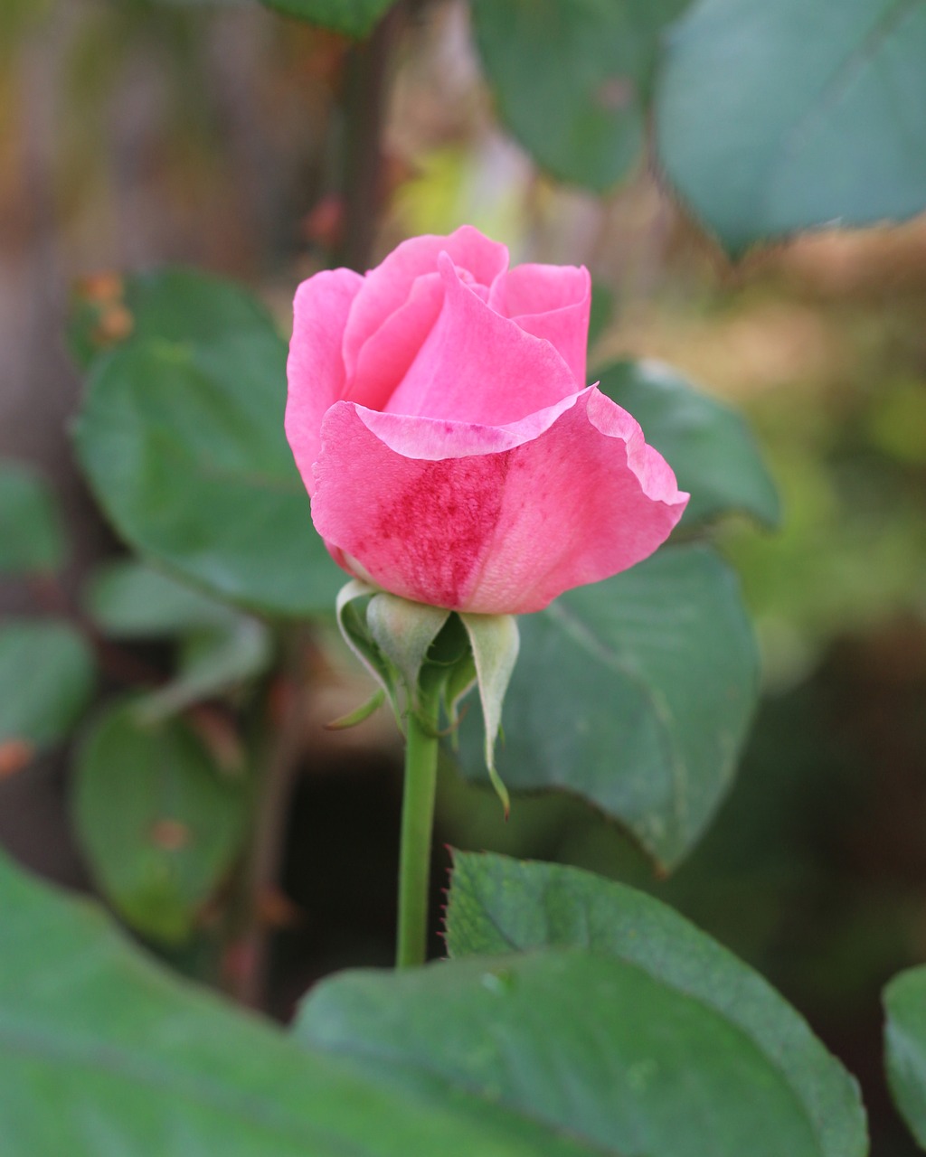 pink  rose  flower free photo