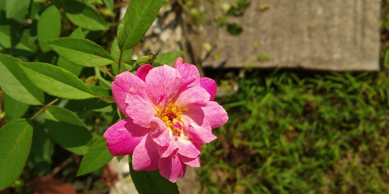 pink  nature  evergreen free photo