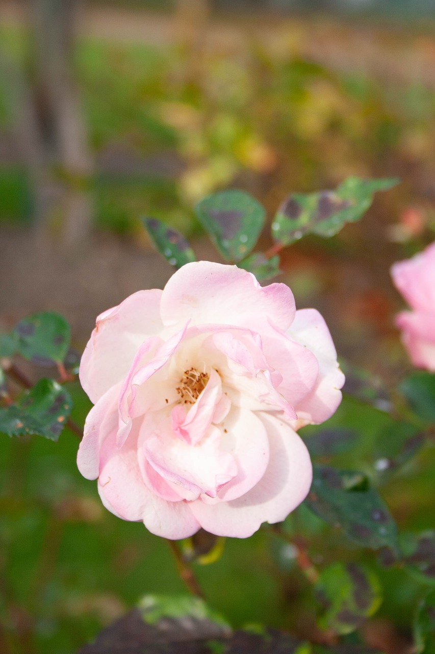 pink  rose  delicate free photo