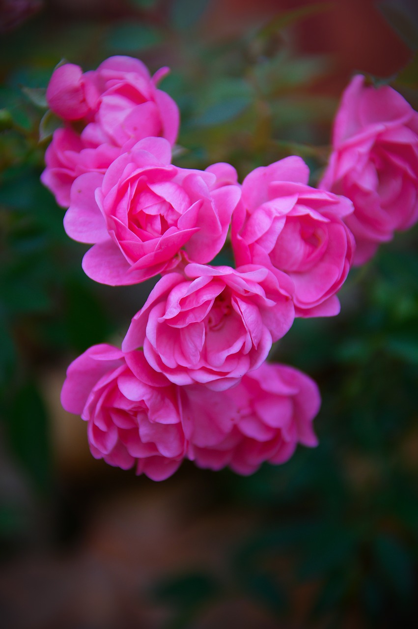 pink  rose  autumn rose free photo